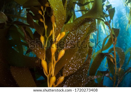 Forests of giant kelp, Macrocystis pyrifera, commonly grow in the cold waters along the coast of California. This marine algae reaches over 100 feet in height and provides habitat for many species. Royalty-Free Stock Photo #1720273408