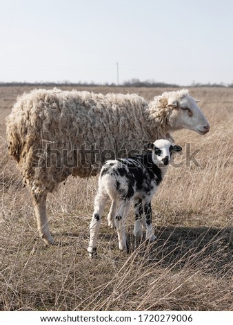 
Big and small sheep graze in the field