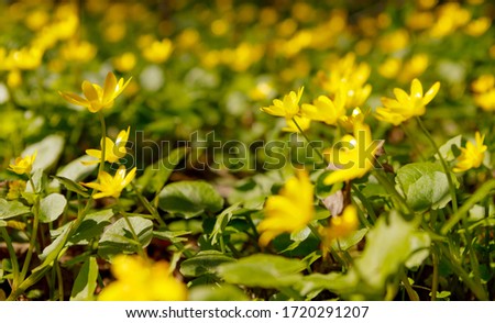 Spring sunny day in a flower forest glade.