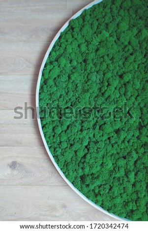green decorative moss in a round picture on the wall