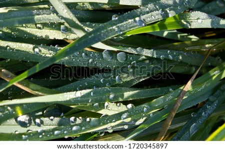 Green grass with dew drops at sunrise