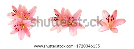 A lily flowers decorating on white Royalty-Free Stock Photo #1720346155