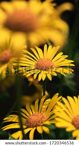 Yellow daisy. Wallpaper for Iphone