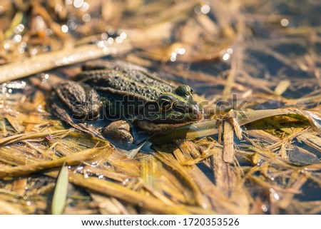 Green frog in a pond