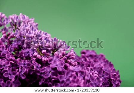 Lilac flower frame stock images. Beautiful blooming lilac flower border stock images. Spring background concept. Spring purple flowers on a green background with copy space for text