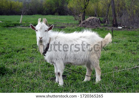 white goat grazes in a green meadow. 