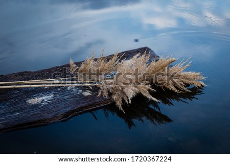 The branches of the yellow reed adhered to the log, are floating along the surface of the evening river and reflect in blue water