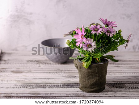 Beautiful flower on wood board, still life photography