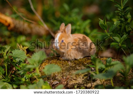 little cute rabbit eats grass outside