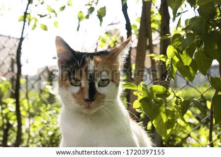 a picture of cute little cat in the spring garden