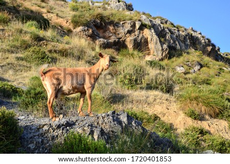 a goat perched on a rock in a meadow looks at us when taking the picture
