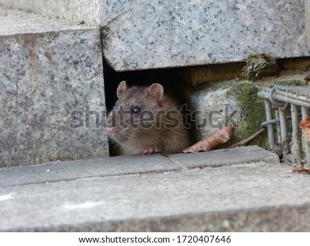 Watchful brown rat (Rattus norvegicus) Royalty-Free Stock Photo #1720407646