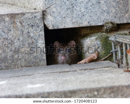 Watchful brown rat (Rattus norvegicus) Royalty-Free Stock Photo #1720408123