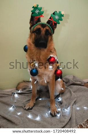 German shepherd dressed up in a Christmas tree, a dog with Christmas toys, a dog in a fancy dress