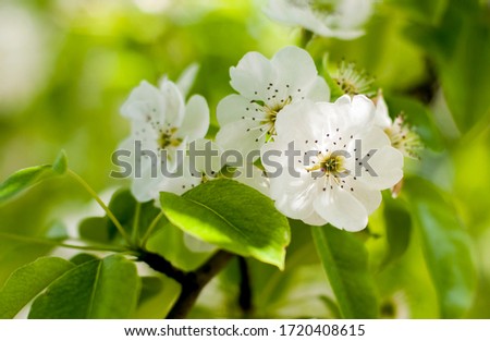 Blooming pear in may, close-up