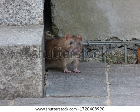 Watchful brown rat (Rattus norvegicus) Royalty-Free Stock Photo #1720408990