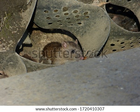 Watchful brown rat (Rattus norvegicus) Royalty-Free Stock Photo #1720410307