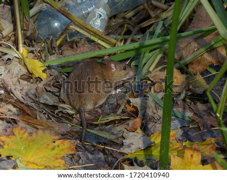 Urban brown rat (Rattus norvegicus) Royalty-Free Stock Photo #1720410940