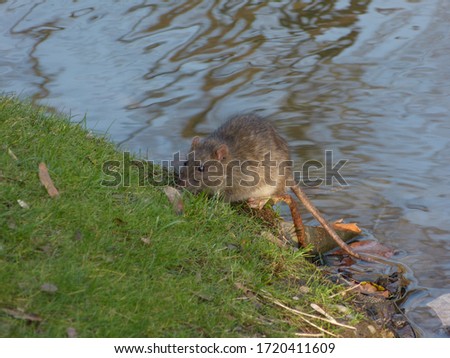 Urban brown rat (Rattus norvegicus) Royalty-Free Stock Photo #1720411609