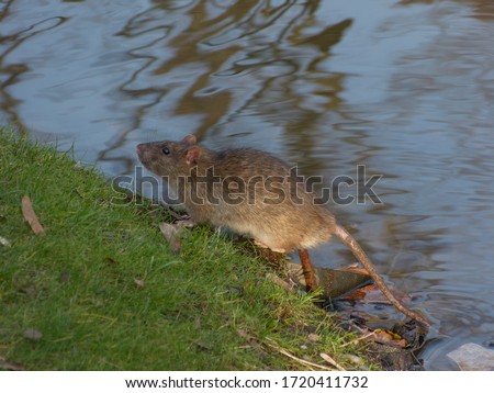Urban brown rat (Rattus norvegicus) Royalty-Free Stock Photo #1720411732