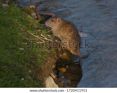 Urban brown rat (Rattus norvegicus) Royalty-Free Stock Photo #1720411951