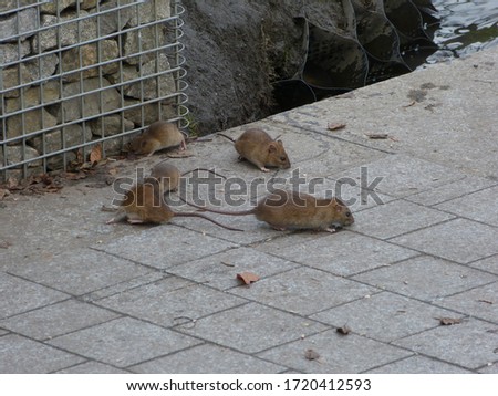 Urban brown rats (Rattus norvegicus) Royalty-Free Stock Photo #1720412593