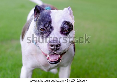 Dogo Argentino breed of dog, running towards camera action shot, happy healthy smiling.