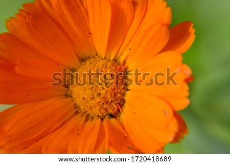 Close up macro flowers medicinal  calendula.Beautiful medicinal calendula of orange color,which can be grown in the garden.