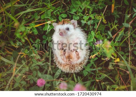 hedgehog lying in clover looking at you curious