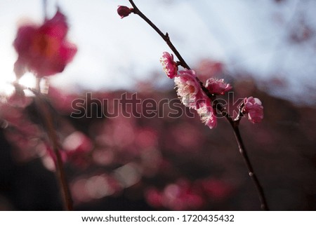 Cherry Blossoms during the spring