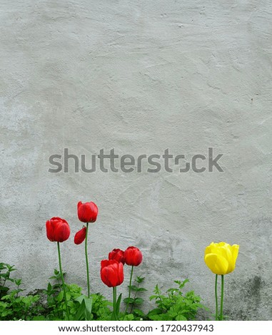 a few of blooming red and yellow tulips and some green plants on rough grey concrete wall background
