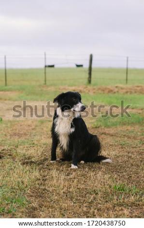 Farm Dog -- Border Collie on a Cool Spring Morning