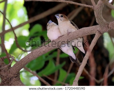 Romantic atmosphere on the branches of the tree