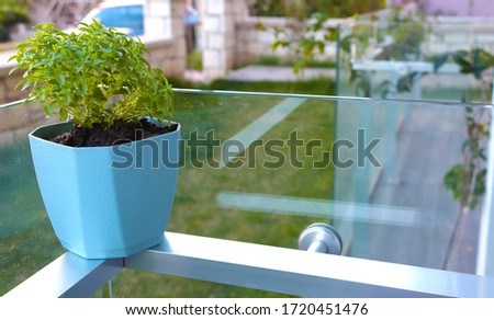 basil in small flowerpot on the balcony Royalty-Free Stock Photo #1720451476