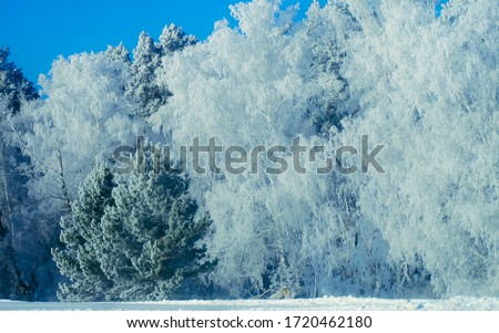 Winter snow forest in Scandinavia, Finland. Landscape and cold nature and snowy tree. White ice scene and blue sky. Christmas frost. Frozen Outdoor wonderland. Panorama. Scenic view in Rovaniemi.