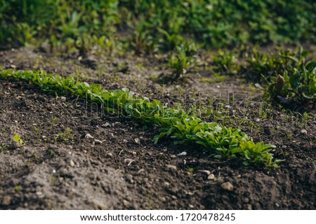 Arugula on the bed. The first vegetables in the garden in early spring. Eco cultivation of radishes on raised beds without the use of fertilizers. Arugula sprouts on fertile soil.