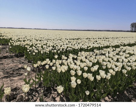 White tulip field in the Netherlands
