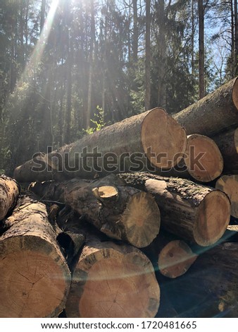 logs lie after deforestation on the ground