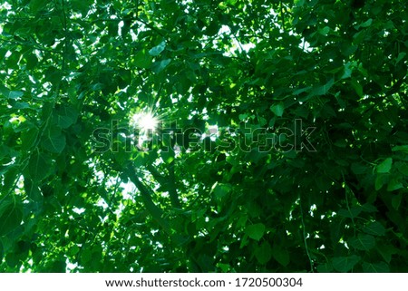 Under the tree there were green leaves and the sun shining down.