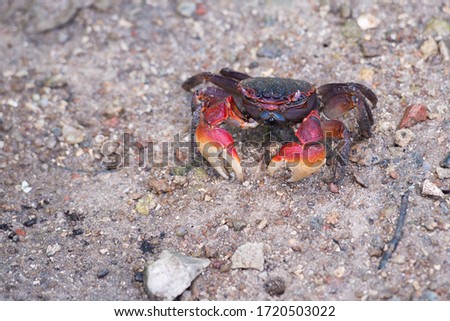 Red crab in the sand