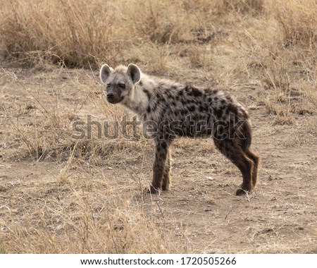 Spotted Hyena standing in the grass