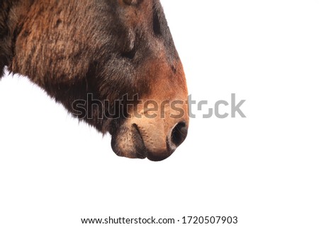 Mule horse donkey on white background