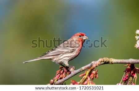 A house finch " Haemorhous mexicanus " sits on a flowering cherry tree branch looking for a mate. Royalty-Free Stock Photo #1720531021