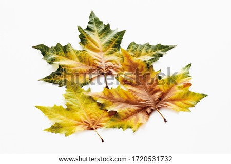 Plane leaves, Kerr's plane, (Platanus kerrii Gagnepain), autumn leaves