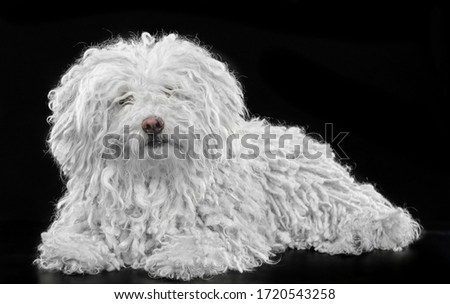 Puli dog, hungarian shepherd dog, shepherd dog on a black background