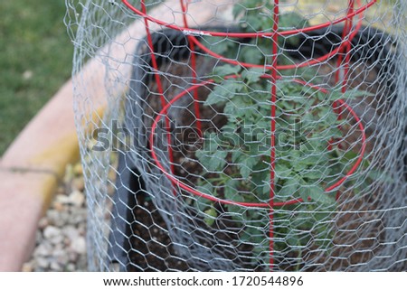 a closeup of tomato plants in a planter with chicken wire and red trellis 9440