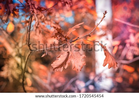 Top view on brown leaves of trees. Close-up of fallen leaves, natural background. Autumn picture of dry foliage, selected focus.