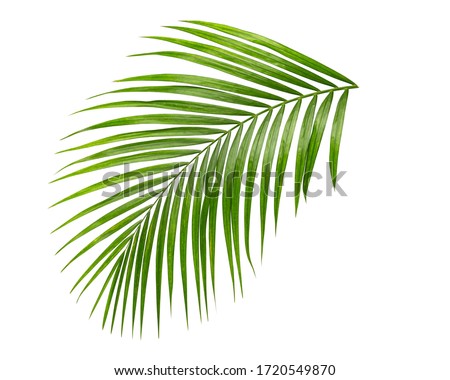 palm leaf isolate on white background clipping path Royalty-Free Stock Photo #1720549870