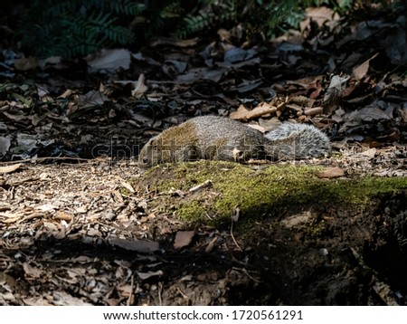 Pallas's squirrel, Callosciurus erythraeus, hunts for food along the forest floor in a Japanese forest. Originally from other parts of southeast Asia, these squirrels are an invasive species in Japan.