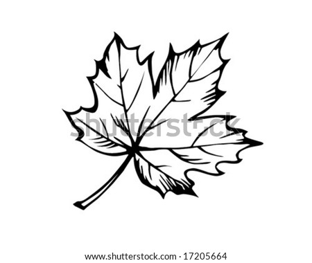 vector sketch of the sheet of the maple on white background